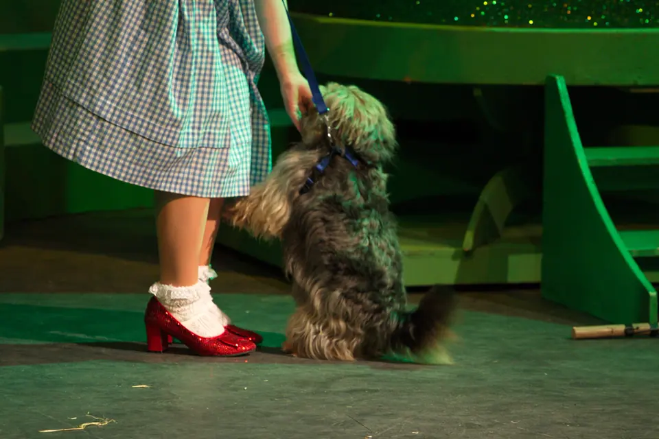 Willenhall Musical Theatre Company's 2012 production of Wizard of Oz at Dormston Mill Theatre, Sedgley. Photograph 41 of 74.