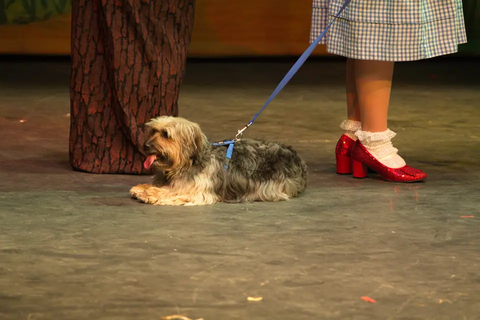 Willenhall Musical Theatre Company's 2012 production of Wizard of Oz at Dormston Mill Theatre, Sedgley. Photograph 45 of 74.